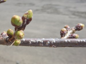 桜のつぼみ